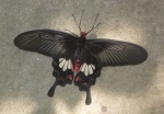 Black Butterfly2