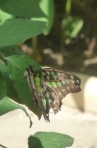 green butterfly